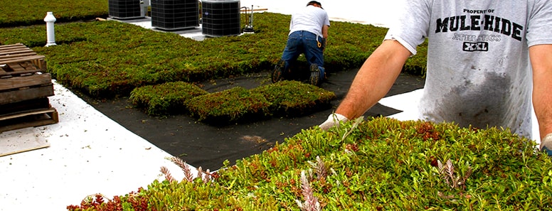 Living Roofs
